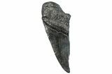 Partial Fossil Megalodon Tooth - South Carolina #296134-1